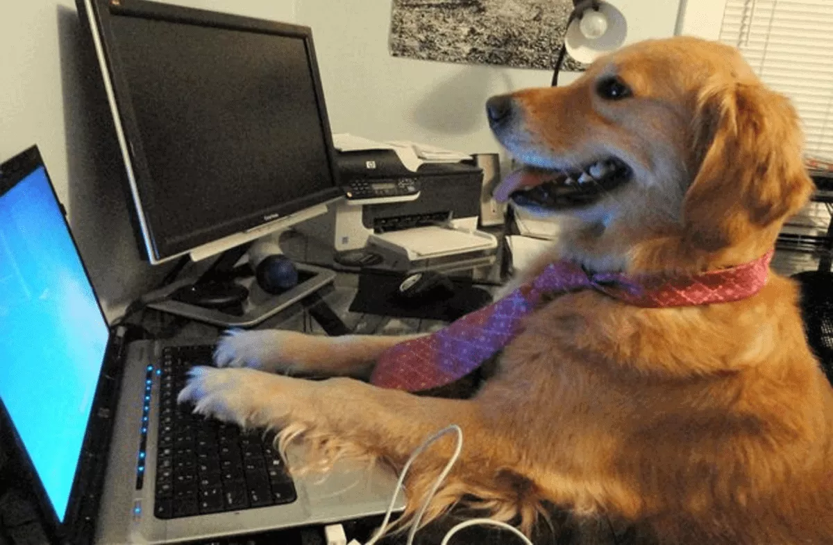 labrador typing on a laptop
