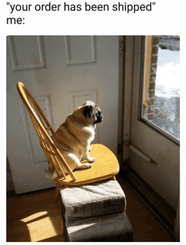 pug on a chair staring out of a door waiting for parcel